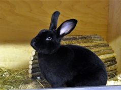 Langohr Sammy ist ein Schwarz-Rex-Kaninchen und kam im August als Fundtier ins Tierheim Solingen. Er ist überaus aktiv und sehr zutraulich. (Foto: © Martina Hörle)