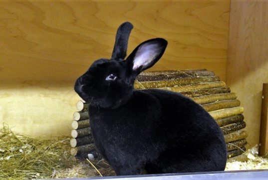 Langohr Sammy ist ein Schwarz-Rex-Kaninchen und kam im August als Fundtier ins Tierheim Solingen. Er ist überaus aktiv und sehr zutraulich. (Foto: © Martina Hörle)