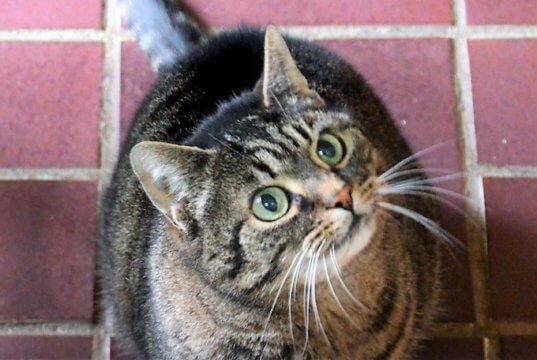 Katzendame Mira ist sehr menschenbezogen und liebt Streicheleinheiten. Sie erwartet aber auch, dass ihre Rückzugswünsche respektiert werden. Jetzt freut sich die Samtpfote auf ein neues Zuhause, in dem sie als Einzeltier leben darf. (Foto: © Martina Hörle)