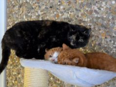 Die scheuen Stubentiger Sarina und Garfield sind nach acht Jahren erneut im Tierheim. Ihre künftigen Dosenöffner sollten sich viel Zeit nehmen, so dass die beiden Vertrauen aufbauen können. (Foto: © Martina Hörle)