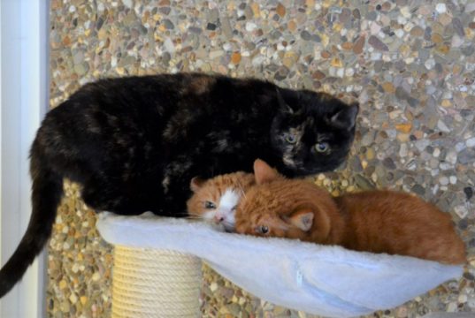 Die scheuen Stubentiger Sarina und Garfield sind nach acht Jahren erneut im Tierheim. Ihre künftigen Dosenöffner sollten sich viel Zeit nehmen, so dass die beiden Vertrauen aufbauen können. (Foto: © Martina Hörle)