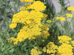 Die Schafgarbe blüht meist auf Wiesen oder am Wegrand. Die gelbe Variante wird wegen ihrer leuchtenden Blüten auch Goldgarbe genannt. (Foto: © Martina Hörle)