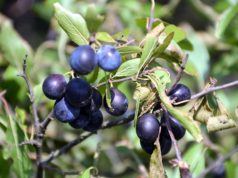 Aus den Beeren der Schlehe lässt sich köstliche Marmelade, Saft oder Likör herstellen. Die Früchte brauchen unbedingt einen ersten Frost, um ihre intensive Säure zu mildern. (Foto: © Martina Hörle)