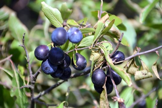 Aus den Beeren der Schlehe lässt sich köstliche Marmelade, Saft oder Likör herstellen. Die Früchte brauchen unbedingt einen ersten Frost, um ihre intensive Säure zu mildern. (Foto: © Martina Hörle)