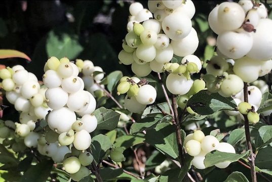 Die Schneebeere kommt ursprünglich aus Nordamerika, ist aber mittlerweile in Europa sehr verbreitet. Vor allem Kinder lieben es, die Beeren platzen zu lassen. Deshalb werden sie auch Knallerbsen genannt. (Foto: © Martina Hörle)