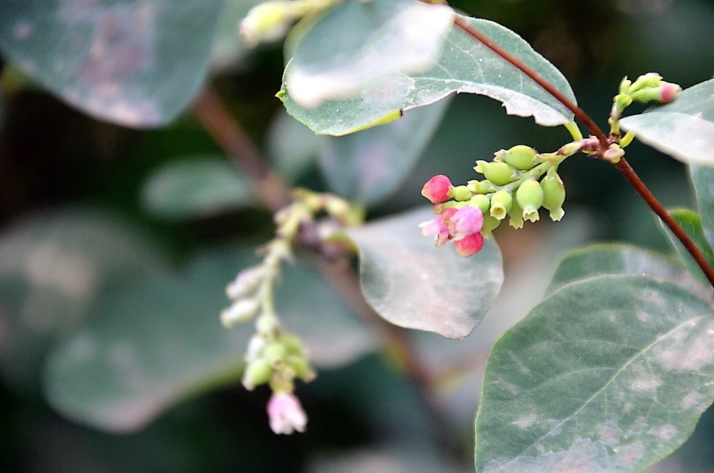 Im Sommer trägt der Strauch glockenähnliche zartrosa Blüten, die bei Bienen und Hummeln sehr gefragt sind. (Foto: © Martina Hörle)