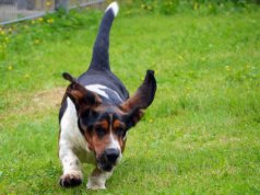 Basset Sergeant stellt gerne seine Bewegungsfreude unter Beweis. Dann fegt er mit wehenden Ohren über die Wiese. (Foto: © Martina Hörle)