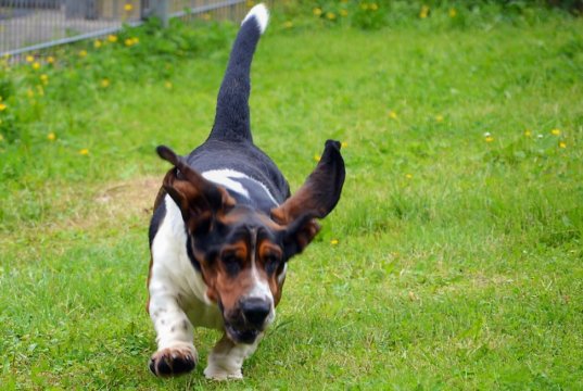 Basset Sergeant stellt gerne seine Bewegungsfreude unter Beweis. Dann fegt er mit wehenden Ohren über die Wiese. (Foto: © Martina Hörle)