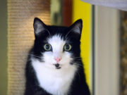 Der schwarzweiße Kater Shorty gehört zur Rasse der Europäisch-Kurzhaar-Katzen. Er ist erst seit wenigen Tagen im Tierheim und sucht jetzt neue Dosenöffner. (Foto: © Martina Hörle)