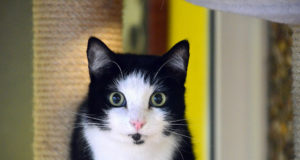 Der schwarzweiße Kater Shorty gehört zur Rasse der Europäisch-Kurzhaar-Katzen. Er ist erst seit wenigen Tagen im Tierheim und sucht jetzt neue Dosenöffner. (Foto: © Martina Hörle)