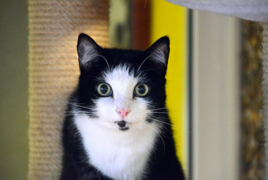 Der schwarzweiße Kater Shorty gehört zur Rasse der Europäisch-Kurzhaar-Katzen. Er ist erst seit wenigen Tagen im Tierheim und sucht jetzt neue Dosenöffner. (Foto: © Martina Hörle)