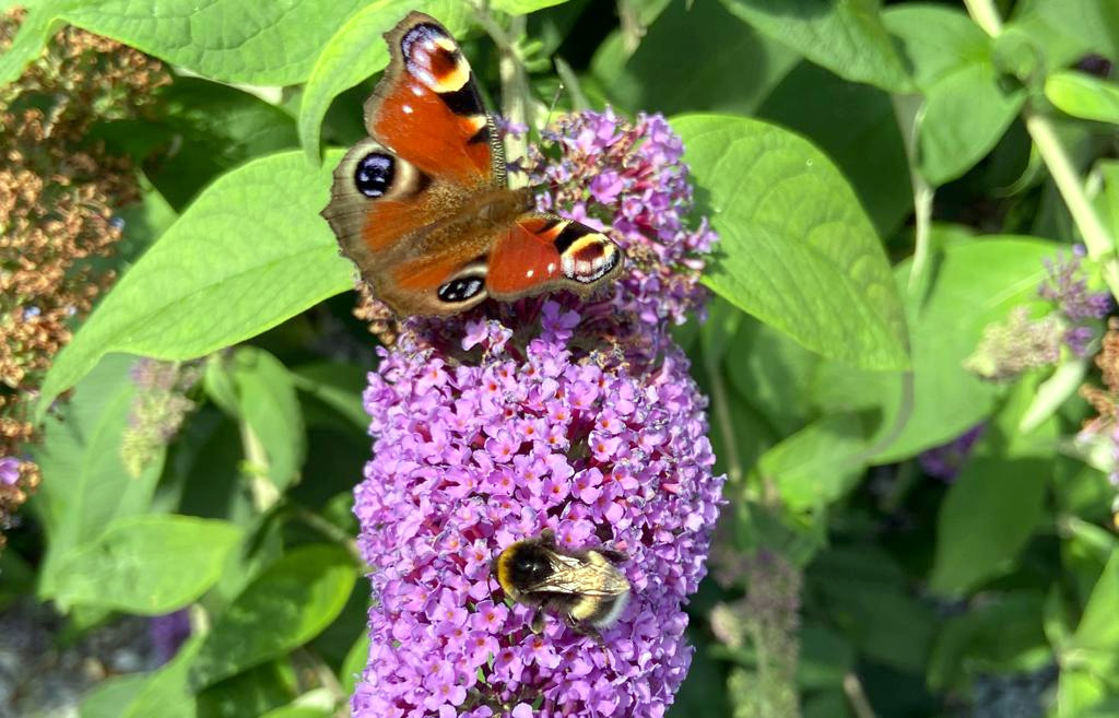 Der Schmetterlingsflieder lockt mit seinem Aroma zahlreiche Insekten an, die gerne auf den bunten Rispen Platz nehmen und ausgiebig vom Nektar naschen. (Foto: @ Heike Ritterskamp)