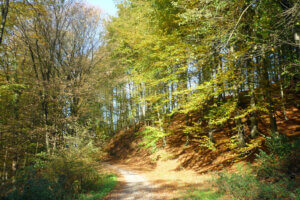 Aufwärts führt der Forstweg durch den Mischwald mit seinem hohen Anteil an Buchen. (Foto © Sandra Grünwald)