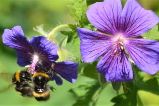 Mit seinen aparten Blüten und außergewöhnlichen Fruchtständen ist der Stinkende Storchschnabel eine Augenweide für jedes Beet. Hummeln und Bienen lieben die Pflanze und zählen zu den eifrigsten Besuchern. (Foto: © Martina Hörle)