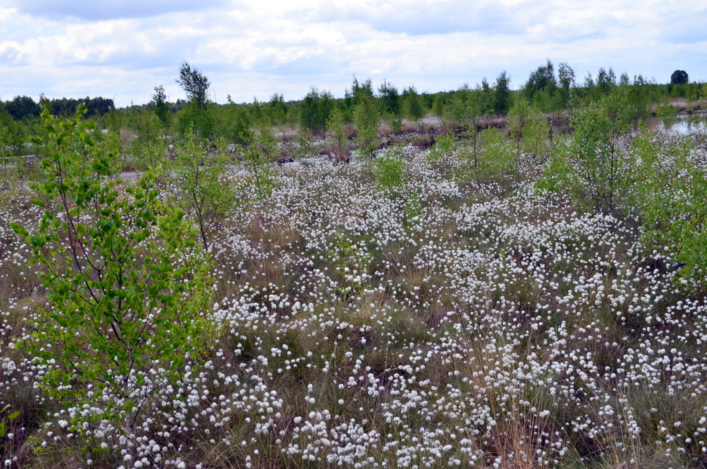 Im Sommer breitet sich das Wollgras wie ein weißer Teppich über der Moorlandschaft aus. (Foto: © Martina Hörle)
