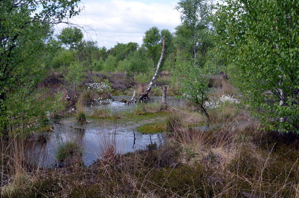 Das Molberger Moor ist ein einzigartiger Lebensraum für moortypische Pflanzen und seltene Vogelarten. (Foto: © Martina Hörle)