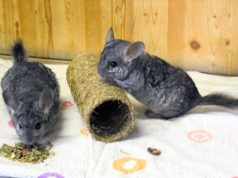 Die beiden Chinchillas Tic und Tac kamen aus einer Sicherstellung ins Tierheim und warten auf ein neues Zuhause. (Foto: © Martina Hörle)
