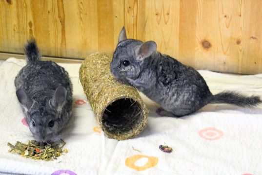 Die beiden Chinchillas Tic und Tac kamen aus einer Sicherstellung ins Tierheim und warten auf ein neues Zuhause. (Foto: © Martina Hörle)