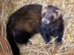 Seit ein paar Tagen wohnt im Vogelpark eine fünfköpfige Geschwister-Gruppe kleiner Frettchen. Die quirligen Racker haben den Kopf voller Unsinn und sind überaus neugierig. (© Martina Hörle)