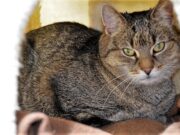 Tilda ist eine bezaubernde Katzendame auf der Suche nach einem neuen Zuhause. Sie ist etwas vorsichtig, bleibt gerne in ihrer Höhle und wird daher häufig einfach übersehen. (Foto: © Martina Hörle)
