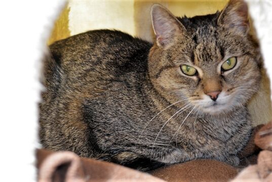 Tilda ist eine bezaubernde Katzendame auf der Suche nach einem neuen Zuhause. Sie ist etwas vorsichtig, bleibt gerne in ihrer Höhle und wird daher häufig einfach übersehen. (Foto: © Martina Hörle)