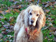 Tobi, der 13-jährige Cocker Spaniel, ist erst seit kurzer Zeit im Tierheim Solingen. Sein Herrchen ist schwer erkrankt und kann sich nicht mehr um ihn kümmern. (Foto: © Martina Hörle)