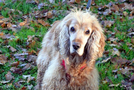 Tobi, der 13-jährige Cocker Spaniel, ist erst seit kurzer Zeit im Tierheim Solingen. Sein Herrchen ist schwer erkrankt und kann sich nicht mehr um ihn kümmern. (Foto: © Martina Hörle)