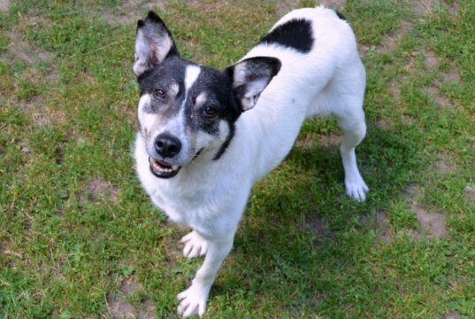 Trixie, die Hundedame aus Rumänien wartet im Tierheim auf ein neues Zuhause. Nachdem sie etwas abgespeckt hatte, ist ihre Figur wieder optimal. (Foto: © Martina Hörle)