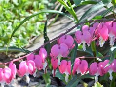 Die Schmuckstaude begeistert immer wieder mit ihren zierlichen Blüten, die aussehen, als tropfe eine Träne heraus. (Foto: Martina Hörle)