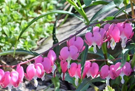 Die Schmuckstaude begeistert immer wieder mit ihren zierlichen Blüten, die aussehen, als tropfe eine Träne heraus. (Foto: Martina Hörle)