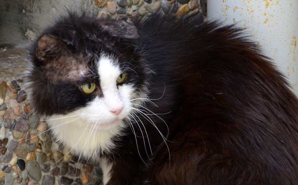 Die Tierpfleger haben ihn auf den Namen „Öhrchen“ getauft. Der Kater kam als Fundtier ins Tierheim. Dort wurde der extreme Ohrmilbenbefall erfolgreich behandelt. Das arme Tier hatte eines seiner Ohren so stark zerkratzt, dass es einen leichten Schaden zurückbehält. (Foto: © Martina Hörle)