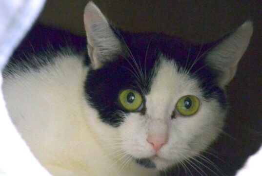 Die dreijährige bildschöne Aiofe (Orientalisch und Europäisch Kurzhaar-Mix) wartet seit einem halben Jahr im Tierheim Solingen auf einen neuen Dosenöffner. Ihre vier Kitten wurden bereits vermittelt. (Foto: © Martina Hörle)