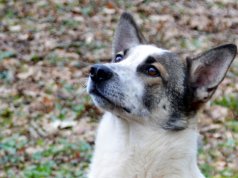 Alwin, der dreieinhalb Jahre alte Schäferhund-Border-Collie wartet seit Dezember im Tierheim Glüder auf ein neues Zuhause. (Foto: © Martina Hörle)
