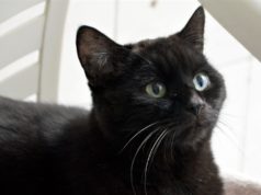 Der schwarze Kater Balou gehört zur Rasse der Europäisch-Kurzhaar-Katzen. Er wurde neun Monate nach seiner Vermittlung wieder zurückgegeben. Er ist ausgesprochen menschenbezogen und sehr verschmust. Jetzt wünscht er sich ein neues Heim, in dem er ohne andere Tiere leben darf und viele Streicheleinheiten bekommt. (Foto: © Martina Hörle)