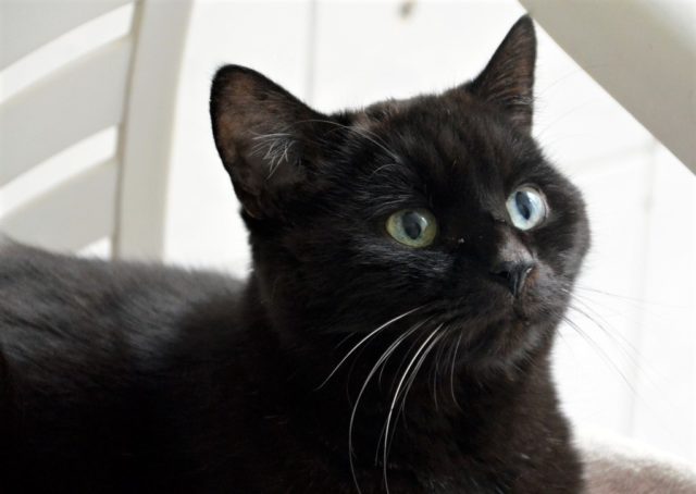 Der schwarze Kater Balou gehört zur Rasse der Europäisch-Kurzhaar-Katzen. Er wurde neun Monate nach seiner Vermittlung wieder zurückgegeben. Er ist ausgesprochen menschenbezogen und sehr verschmust. Jetzt wünscht er sich ein neues Heim, in dem er ohne andere Tiere leben darf und viele Streicheleinheiten bekommt. (Foto: © Martina Hörle)