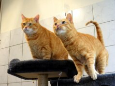 Die beiden bezaubernden rotfelligen Katzendamen Berry & Sherry werden nur zusammen vermittelt. Sie suchen eine ruhige Wohnung mit Balkon. (Foto: © Martina Hörle)