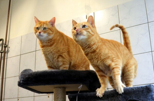 Die beiden bezaubernden rotfelligen Katzendamen Berry & Sherry werden nur zusammen vermittelt. Sie suchen eine ruhige Wohnung mit Balkon. (Foto: © Martina Hörle)