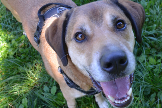 Der fünfjährige Diego ist auf der Suche nach einem neuen Zuhause. Der spanische Labrador/Pointer-Mix ist agil und sehr lerneifrig. (Foto: © Martina Hörle)