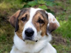 Jack ist ein dreijähriger griechischer Herdenschutzhund und auf der Suche nach einem neuen Zuhause. Mit seinem weißen Fell, dem großen Kopf und den charakteristischen Ohren ist der Vierbeiner wirklich ein bildschöner Hund. (Foto: © Martina Hörle)