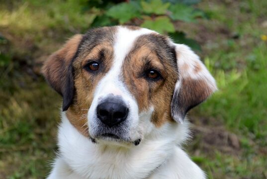 Jack ist ein dreijähriger griechischer Herdenschutzhund und auf der Suche nach einem neuen Zuhause. Mit seinem weißen Fell, dem großen Kopf und den charakteristischen Ohren ist der Vierbeiner wirklich ein bildschöner Hund. (Foto: © Martina Hörle)