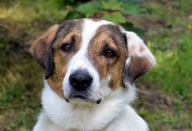 Jack ist ein dreijähriger griechischer Herdenschutzhund und auf der Suche nach einem neuen Zuhause. Mit seinem weißen Fell, dem großen Kopf und den charakteristischen Ohren ist der Vierbeiner wirklich ein bildschöner Hund. (Foto: © Martina Hörle)