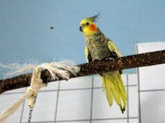 Das Sittich-Weibchen San lebt gemeinsam mit ihrem Partner seit April 2023 im Tierheim Solingen. Hier warten die beiden auf ein neues Zuhause. (Foto: © Martina Hörle)