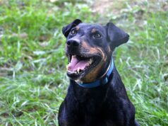 Der dreijährige Johnny aus Ungarn ist ein agiler und pfiffiger Jagdterrier-Mix, der viel Bewegung und Kopfarbeit braucht. Der kleine Wirbelwind sucht jetzt nach einem neuen Zuhause. (Foto: © Martina Hörle)