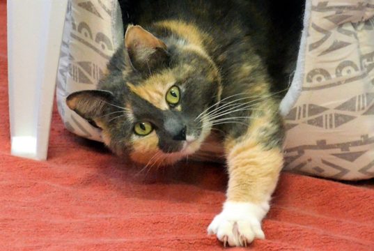 Katzenschönheit Julina kam vor einem Monat als Fundtier ins Tierheim Solingen. Jetzt sucht sie ein neues Zuhause, in dem sie als Einzeltier glücklich sein kann. (Foto: © Martina Hörle)