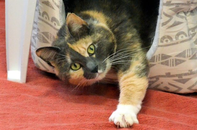 Katzenschönheit Julina kam vor einem Monat als Fundtier ins Tierheim Solingen. Jetzt sucht sie ein neues Zuhause, in dem sie als Einzeltier glücklich sein kann. (Foto: © Martina Hörle)