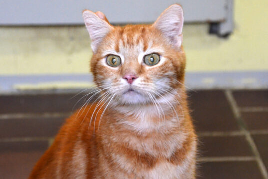 Der rote Kater Kimba gehört zur Rasse der Europäisch Kurzhaar. Er hat vor kurzem sein Zuhause verloren. Das Frauchen liegt schwer krank in der Klinik. Kimba ist seit knapp zwei Wochen im Tierheim und fühlt sich sehr verloren. (Foto: © Martina Hörle)