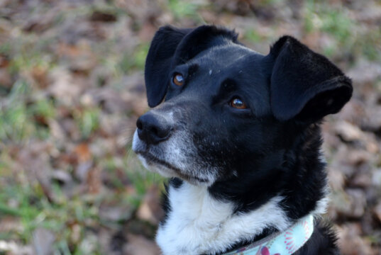 Die bildschöne Lady ist seit November 2023 im Tierheim Solingen. Sie freut sich auf ein neues Heim, in dem sie nicht allein sein muss. (Foto: © Martina Hörle)