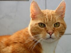 Kater Luca kam als Fundkater mit einer schweren Verletzung ins Tierheim. Der Bruch ist mittlerweile erstaunlich gut verheilt. (Foto: © Martina Hörle)