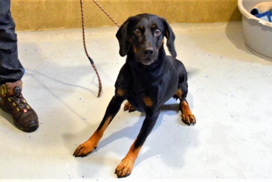 Der temperamentvolle Rüde Luca ist vor einigen Wochen als Abgabehund ins Tierheim gekommen und sucht jetzt ein neues Heim mit hundeerfahrenen Dosenöffnern. (Foto: Martina Hörle)