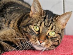 Die kluge Mila mit dem seidenweichen Fell ist als Fundkatze Mitte September im Tierheim Solingen abgegeben worden. Sie ist sehr menschenbezogen und liebt Streicheleinheiten. (Foto: © Martina Hörle)